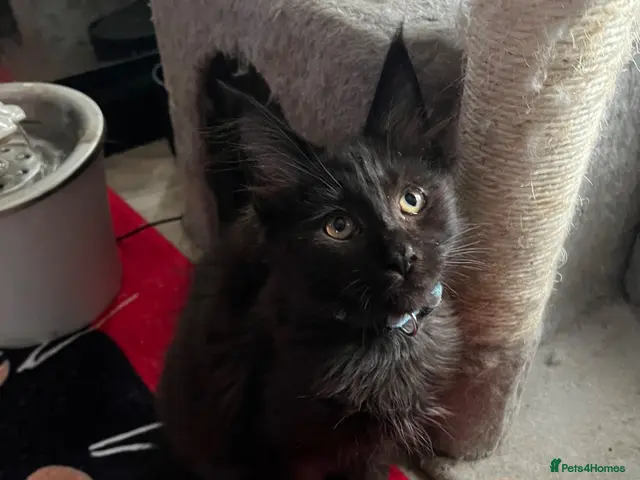 Maine Coon cats Beautiful 🐈⬛ - Advert 6