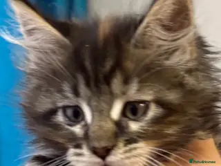 Maine Coon cats Pedigree Maine coon kitten - Advert 4