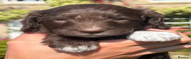 Cockapoo 6