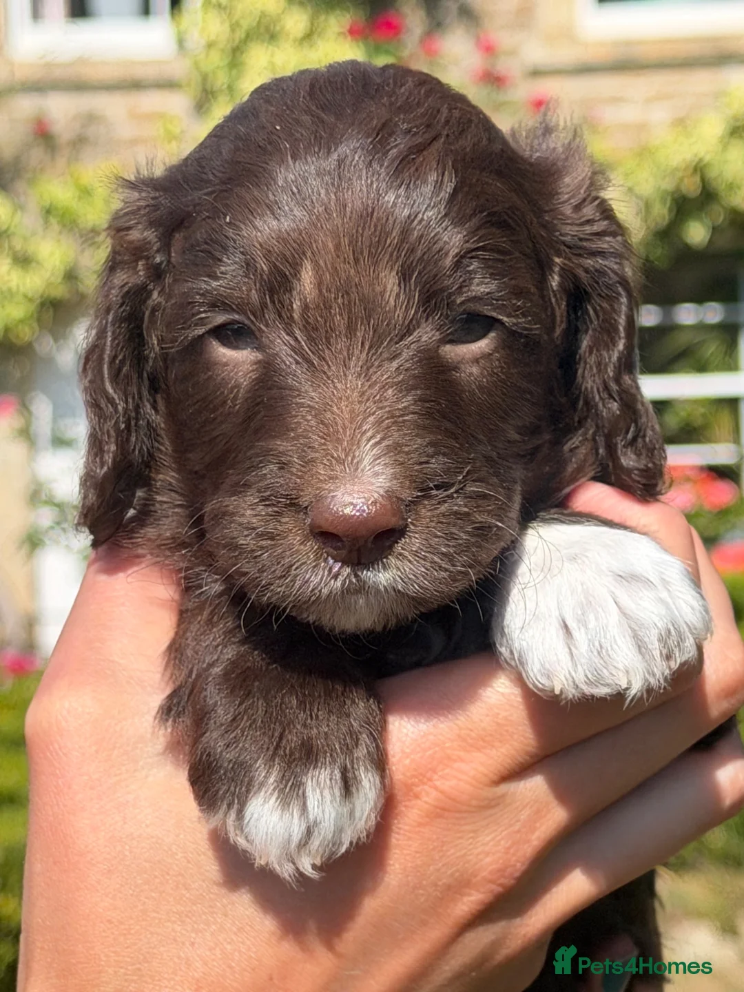 Cockapoo dogs for sale: F1 Cockapoos Full DNA 5⭐️ Licensed Breeder  - Advert 32