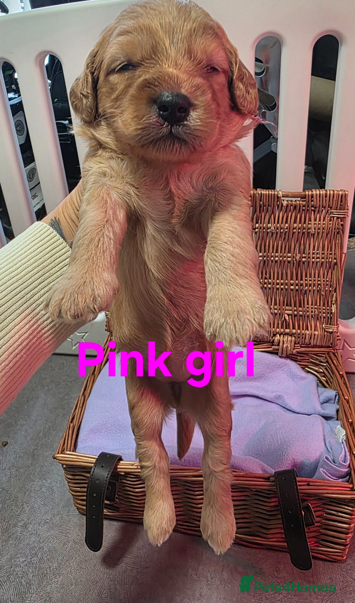Mini Goldendoodle dogs for sale: Mini F1B Goldendoodles in Ballymoney - Advert 5