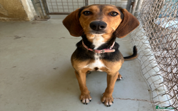 Mixed Breed dogs for adoption: Jilly (Greek Harehound mix) - Image 7