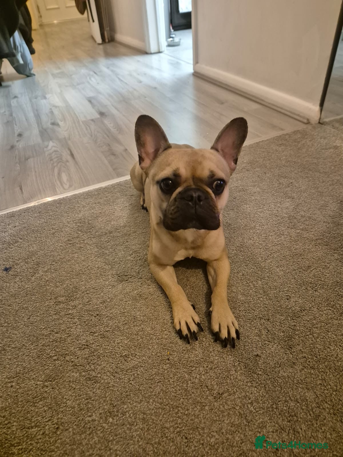 French Bulldog dogs Kiki Sweet Loving Girl - Advert 5