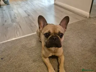 French Bulldog dogs Kiki Sweet Loving Girl - Advert 5