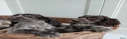 Cocker Spaniel dogs for sale: Cocker spaniel Puppies in Leeds - Advert 5