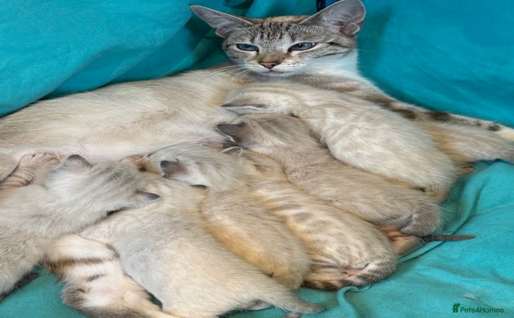 Bengal cats - Advert 3