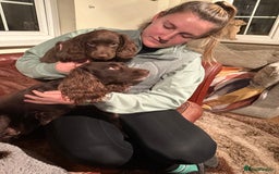 Cocker Spaniel dogs for sale: K.C. Well bred chocolate working cocker spaniels - Image 16