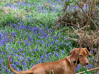 Hungarian Vizsla dogs in Bracknell - Advert 3