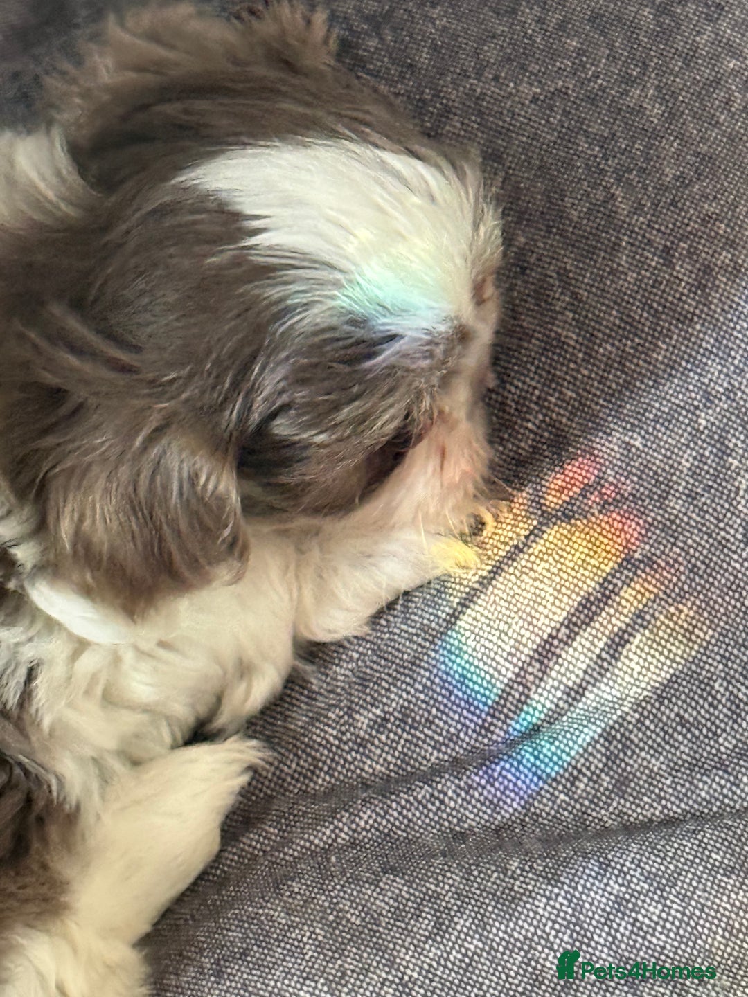 Shih Tzu dogs for sale: READY NOW …Special prices on pups POA  - Advert 15