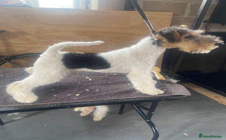 Fox Terrier dogs - Advert 1