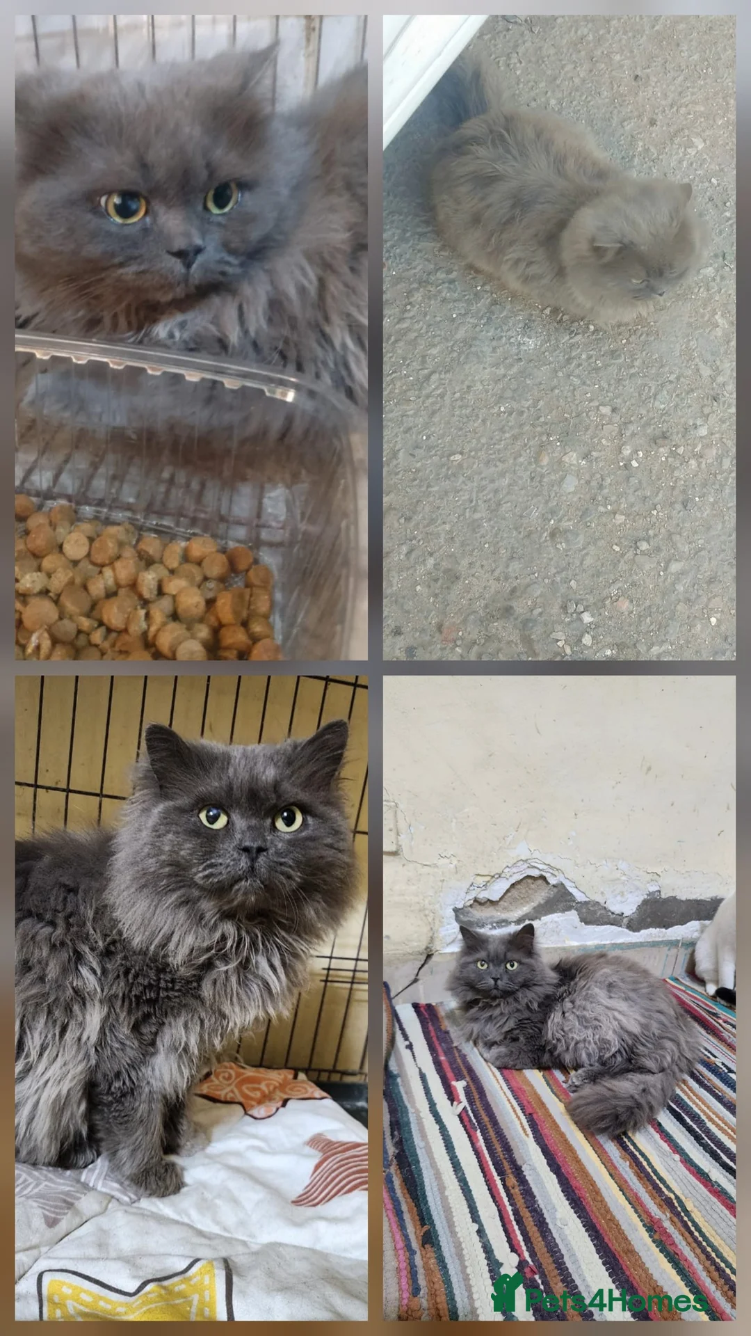 Mixed Breed cats for adoption: Adorable Esmy is a boy after your heart - Advert 2