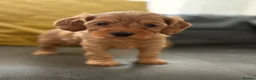 Mixed Breed dogs for sale: Cockapoo cross cavapoo puppies available  - Advert 6