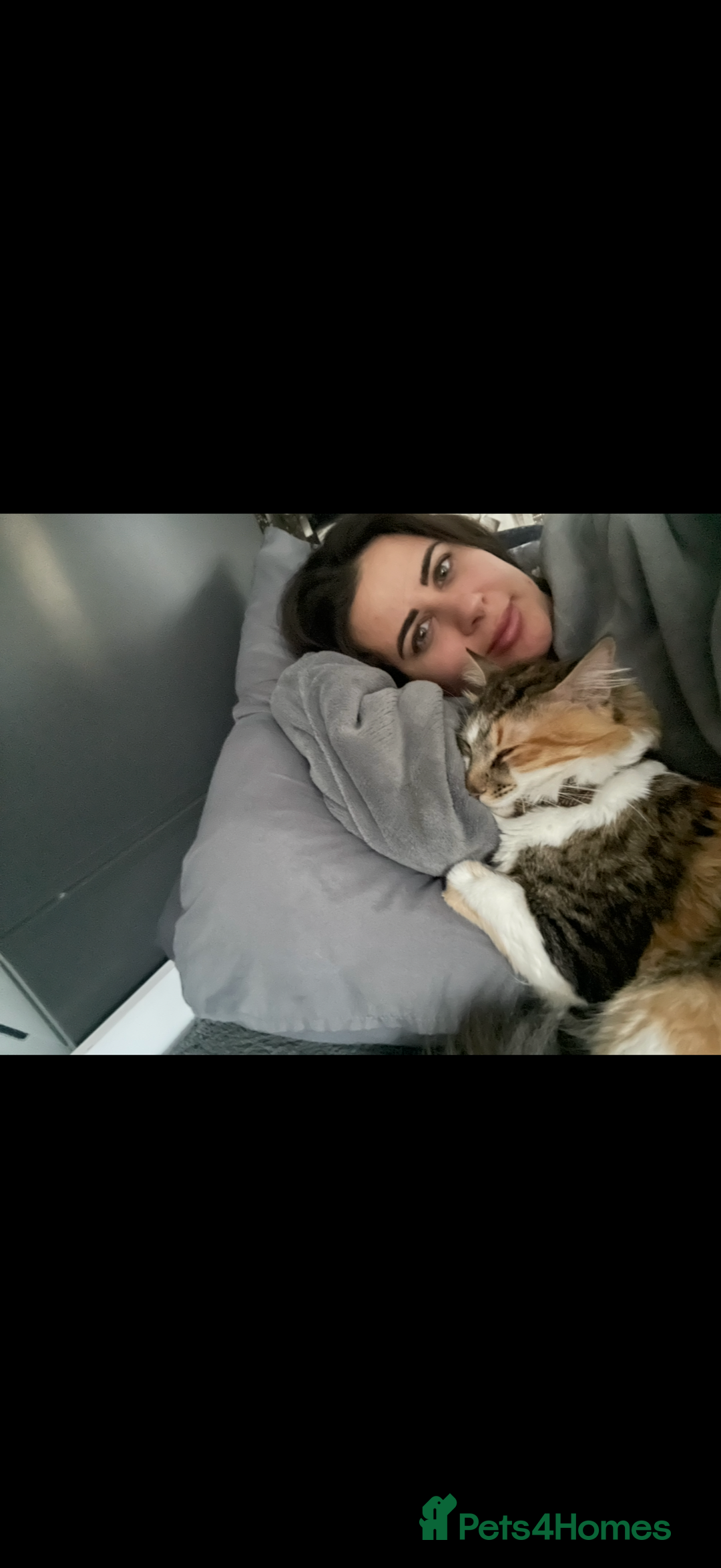 Mixed Breed cats for sale: Boy cat up for adoption - Advert 6