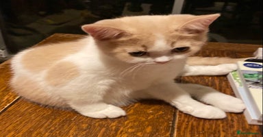 British Shorthair cats - Advert 11