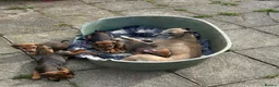 Mixed Breed dogs for sale: Beautiful female Dachshund Puppy - Advert 3