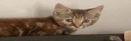 Mixed Breed cats for sale: Beautiful girls  - Advert 2