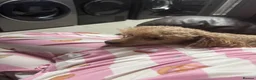 Maltipoo dogs for sale: Teddy bear maltipoo puppies  in Preston - Advert 1