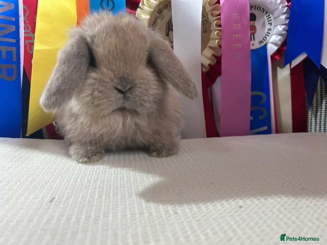 Mini Lop rabbits for sale: Baby mini lop bucks - Advert 1
