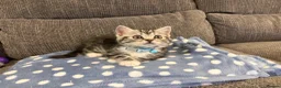 Mixed Breed cats for sale: 9 week old kitten  - Advert 1