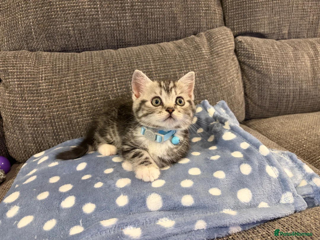 Mixed Breed cats for sale: 9 week old kitten  - Advert 1