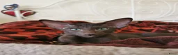 Oriental cats for sale: Supreme pedigree GCCF registered oriental kittens - Advert 3
