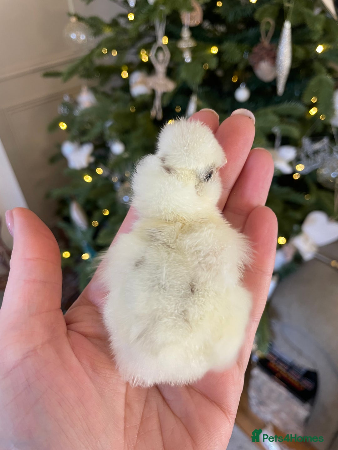 Chickens poultry for sale: PREORDER🤎🤍Day old USA Silkie Chicks (25/12) 🤍🤎 - Advert 4