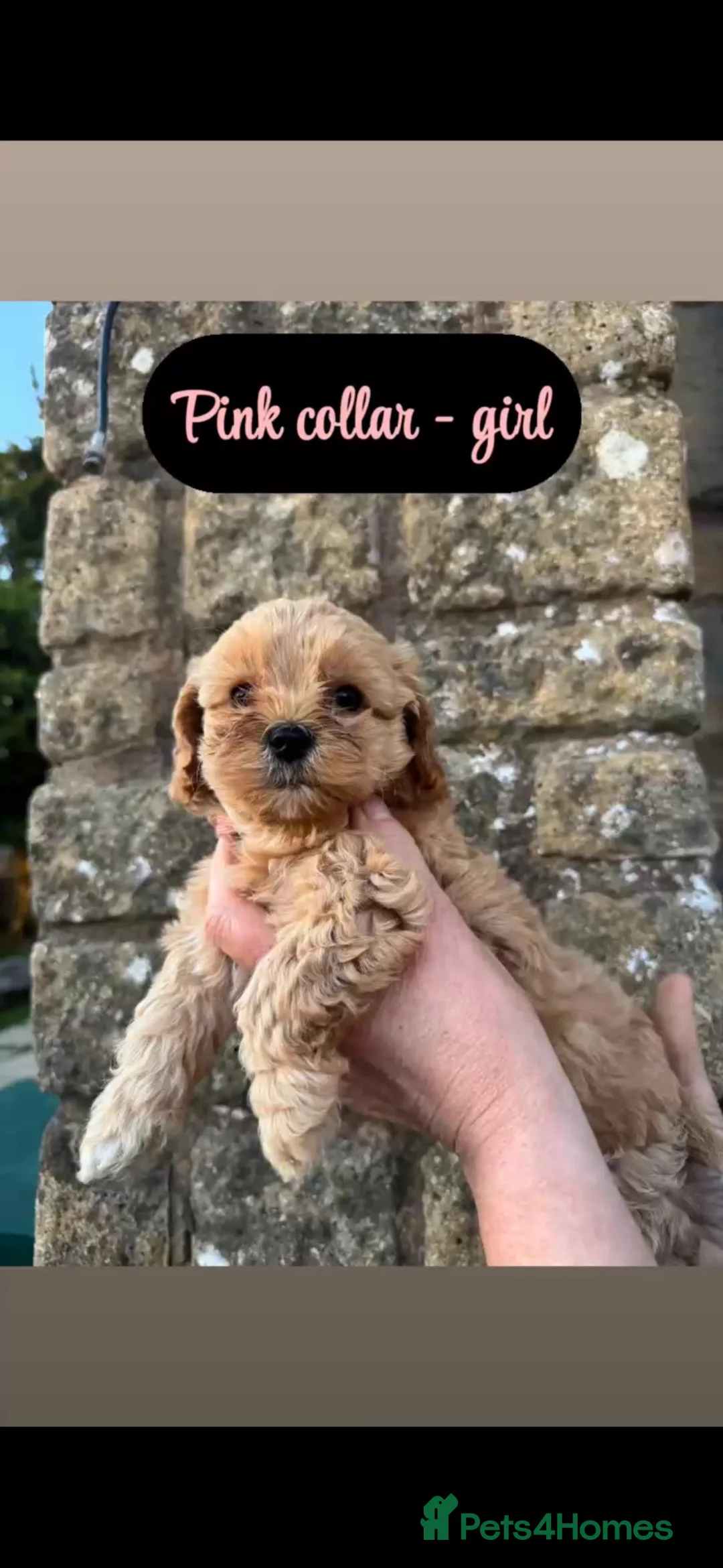 Cavapoochon dogs for sale: 5 cavapoochon puppies💙🩷 - Advert 17