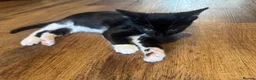 Domestic Shorthair cats for sale: X4 male kittens - Advert 7