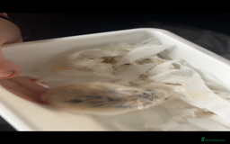Hamster rodents for sale: Robovski Dwarf Hamster  - Image 3