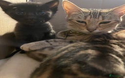 Bengal cats for sale: Cute and fluffy half Bengal kittens  - Image 38