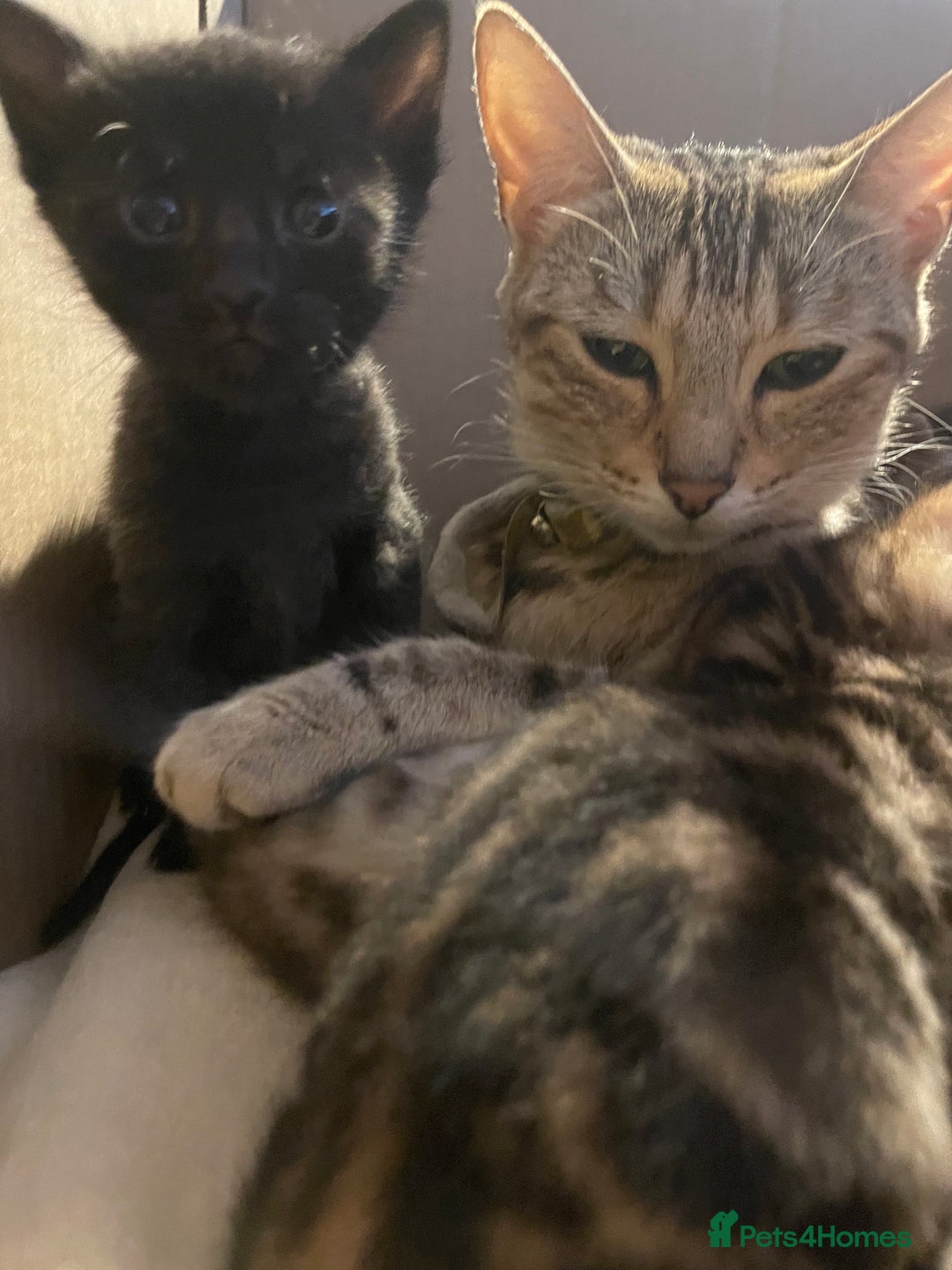 Bengal cats for sale: Cute and fluffy half Bengal kittens  - Image 38