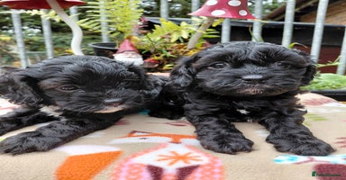 Cavapoo dogs - Advert 2