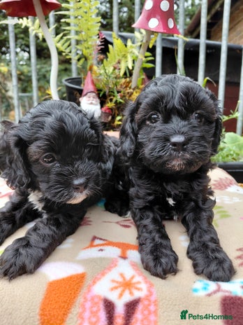 Cavapoo dogs - Advert 4