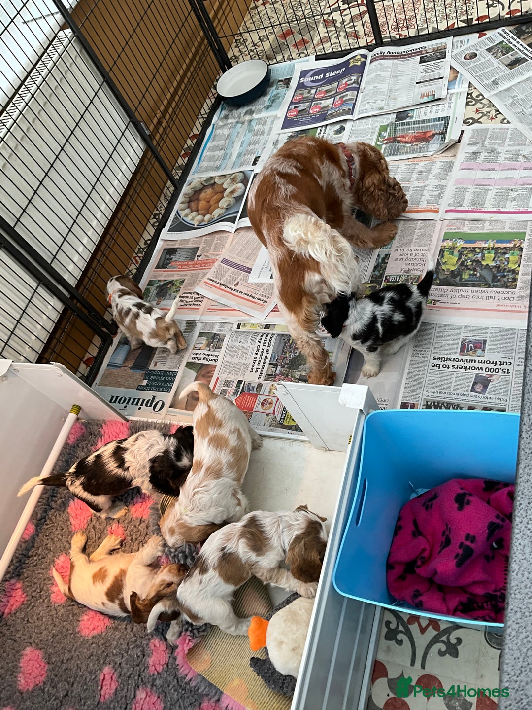 Cocker Spaniel dogs for sale: Stunning Litter of Show Cocker Spaniel Puppies  - Advert 2