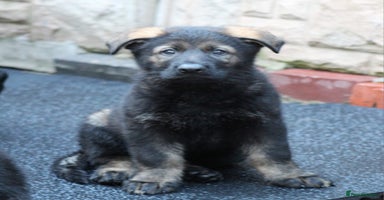 German Shepherd dogs - Advert 9