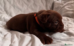 Mixed Breed dogs for sale: French bulldog x Patterdale terrier - Image 1