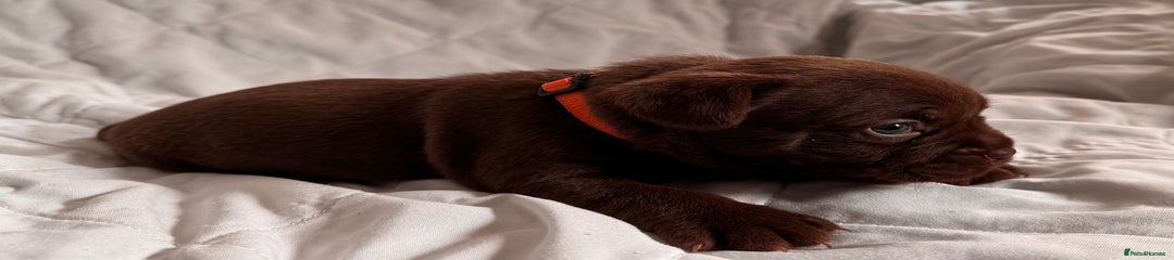 Mixed Breed Puppy 1