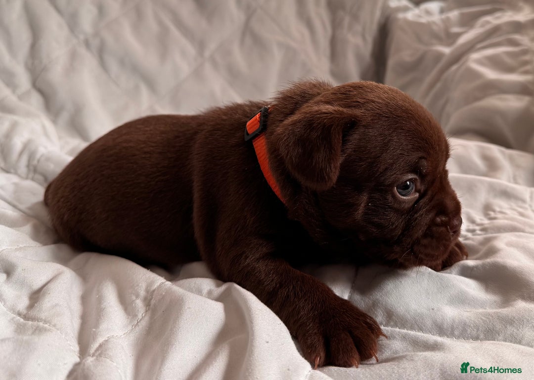 Mixed Breed dogs for sale: French bulldog x Patterdale terrier - Image 1