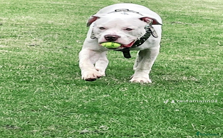 American Bully dogs - Advert 3