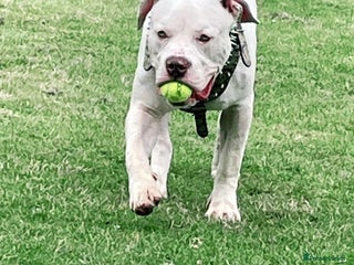 American Bully dogs - Advert 10