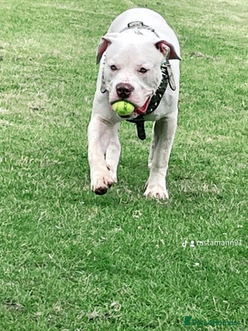 American Bully dogs - Advert 9