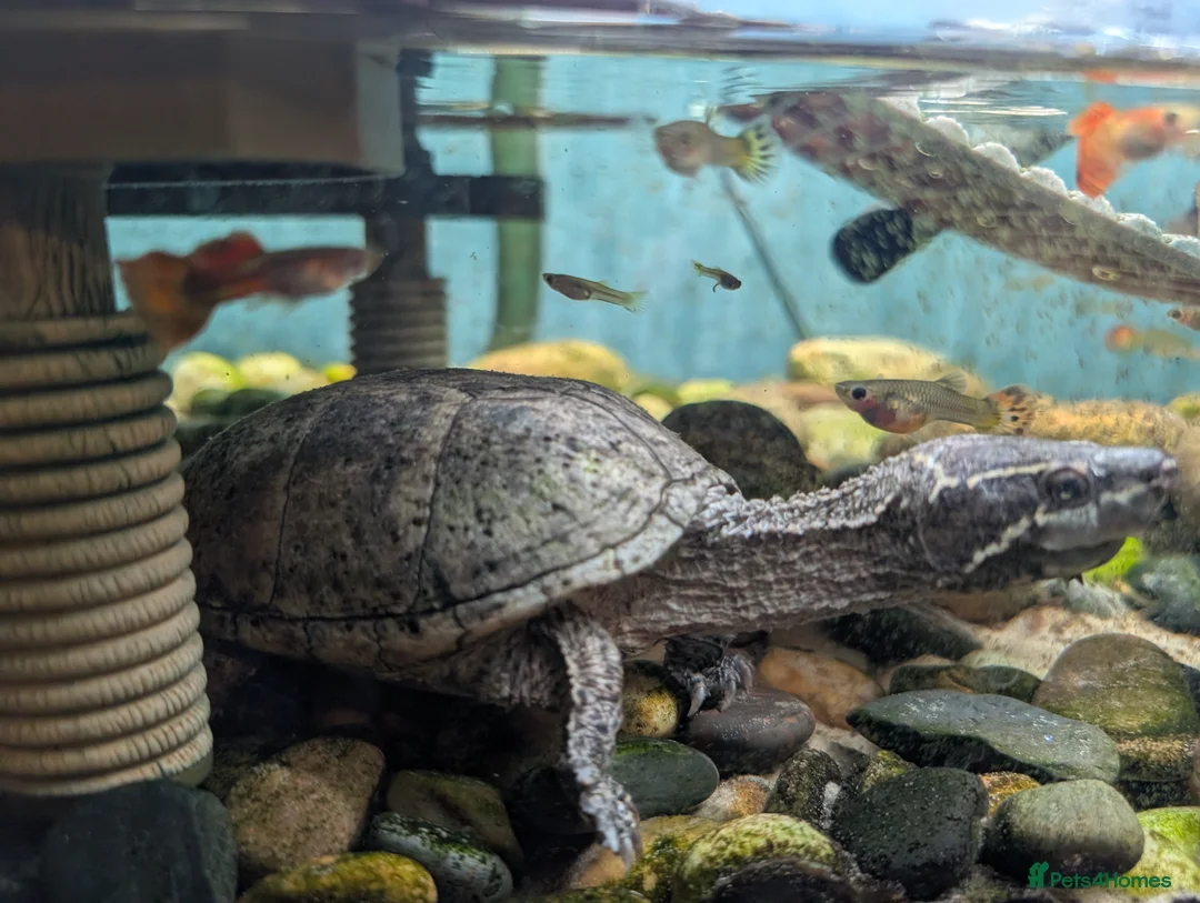 Turtle reptiles for sale: 2x Musk Turtles  - Advert 1