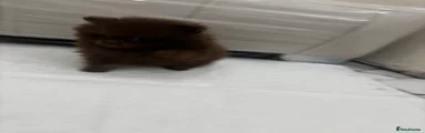 Chocolate tan Pomeranian puppy