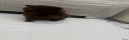 Pomeranian dogs for sale: 🤎 Gorgeous Chocolate & Tan Pomeranian Puppies  - Advert 17
