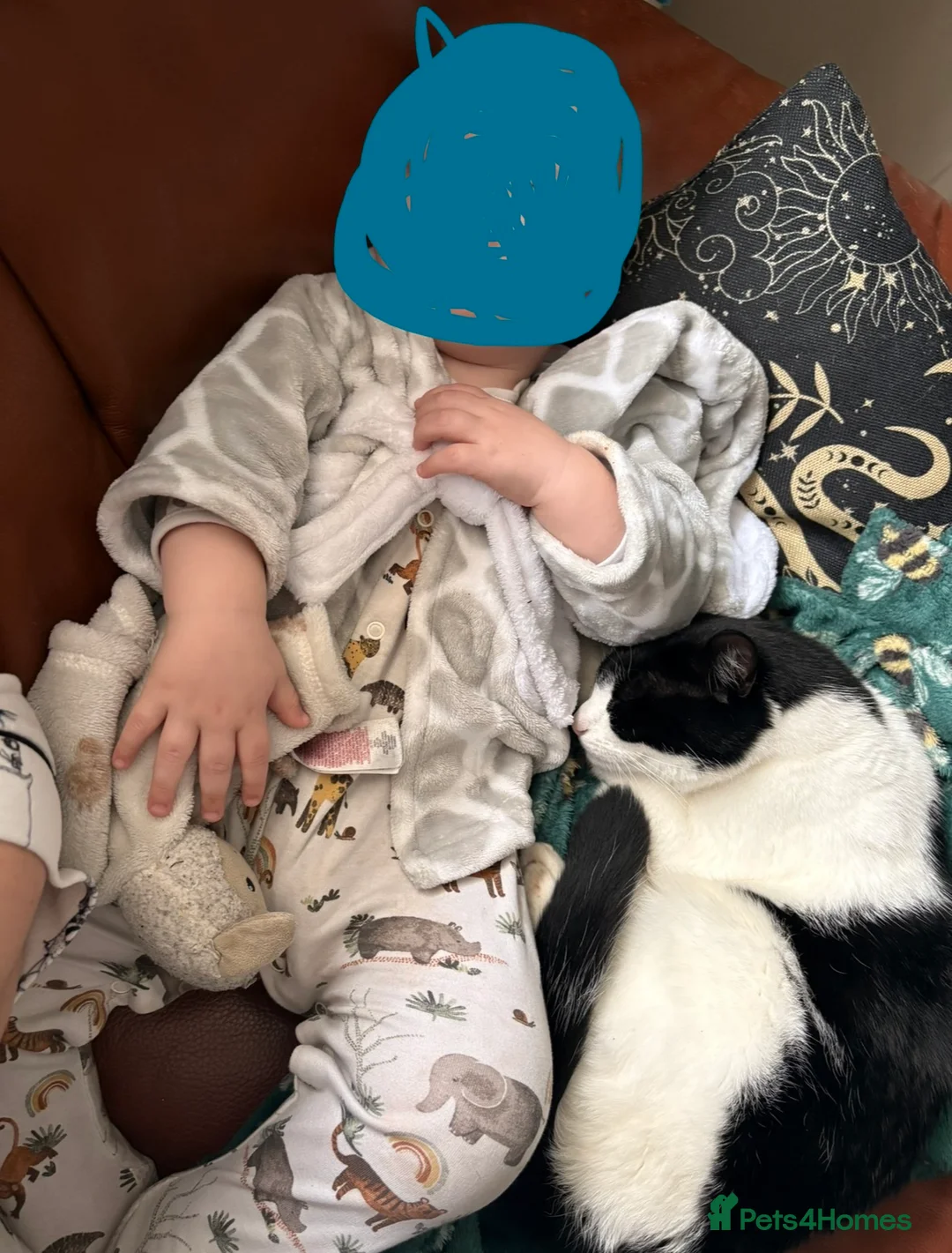 Domestic Shorthair cats for sale: Male cat in Cannock - Advert 3