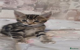Mixed Breed cats for sale: kittens  - Image 4
