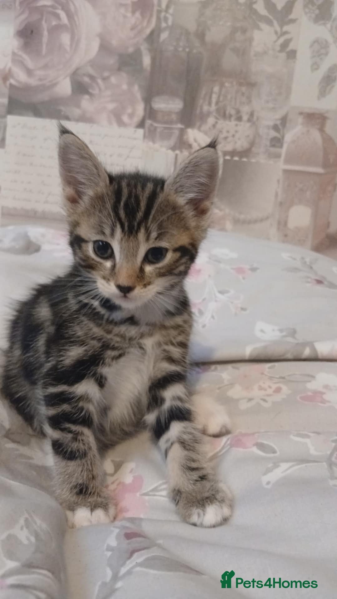 Mixed Breed cats for sale: kittens  - Image 4