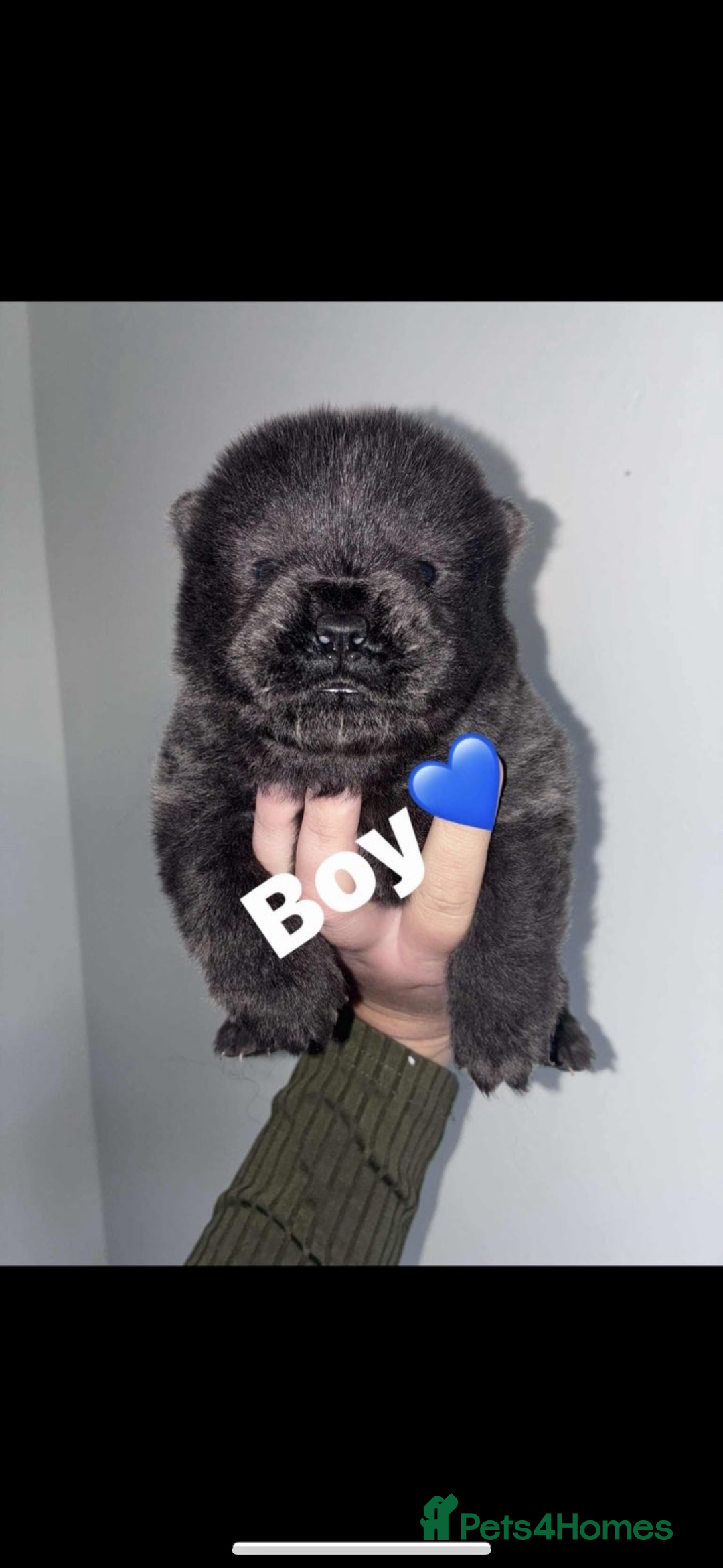 Chow Chow dogs for sale: Chow chow puppies - Advert 12