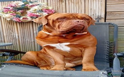 Dogue De Bordeaux dogs for stud: *** Ready to stud *** - Image 3