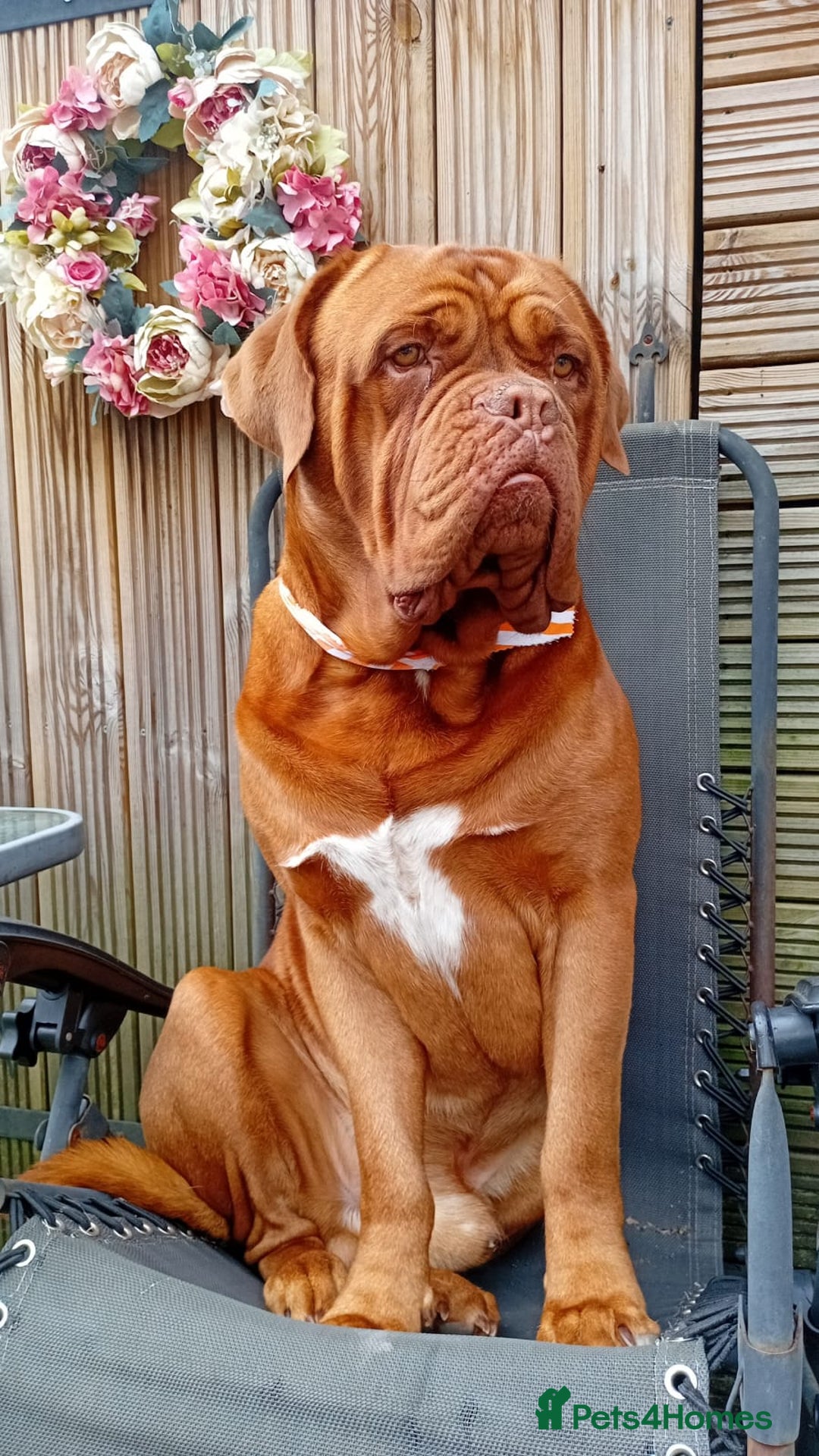 Dogue De Bordeaux dogs for stud: *** Ready to stud *** - Image 3